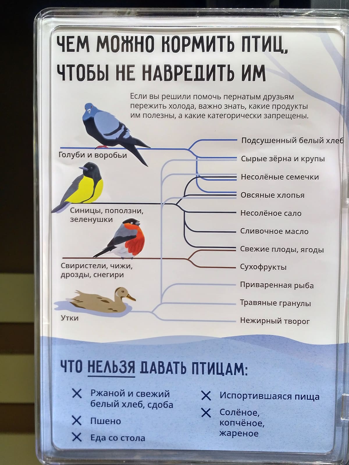 Какую птицу нельзя. Чем можно кормить голубей. Чем кормить птиц голубей. Рацион питания голубей. Чем подкармливать голубей.