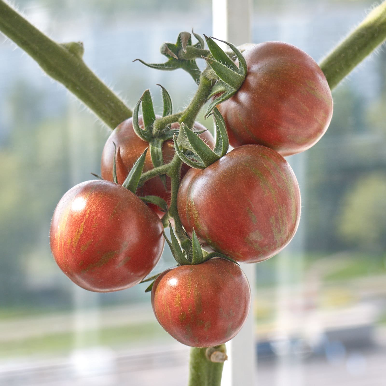 Как выращивать томаты на гидропонике