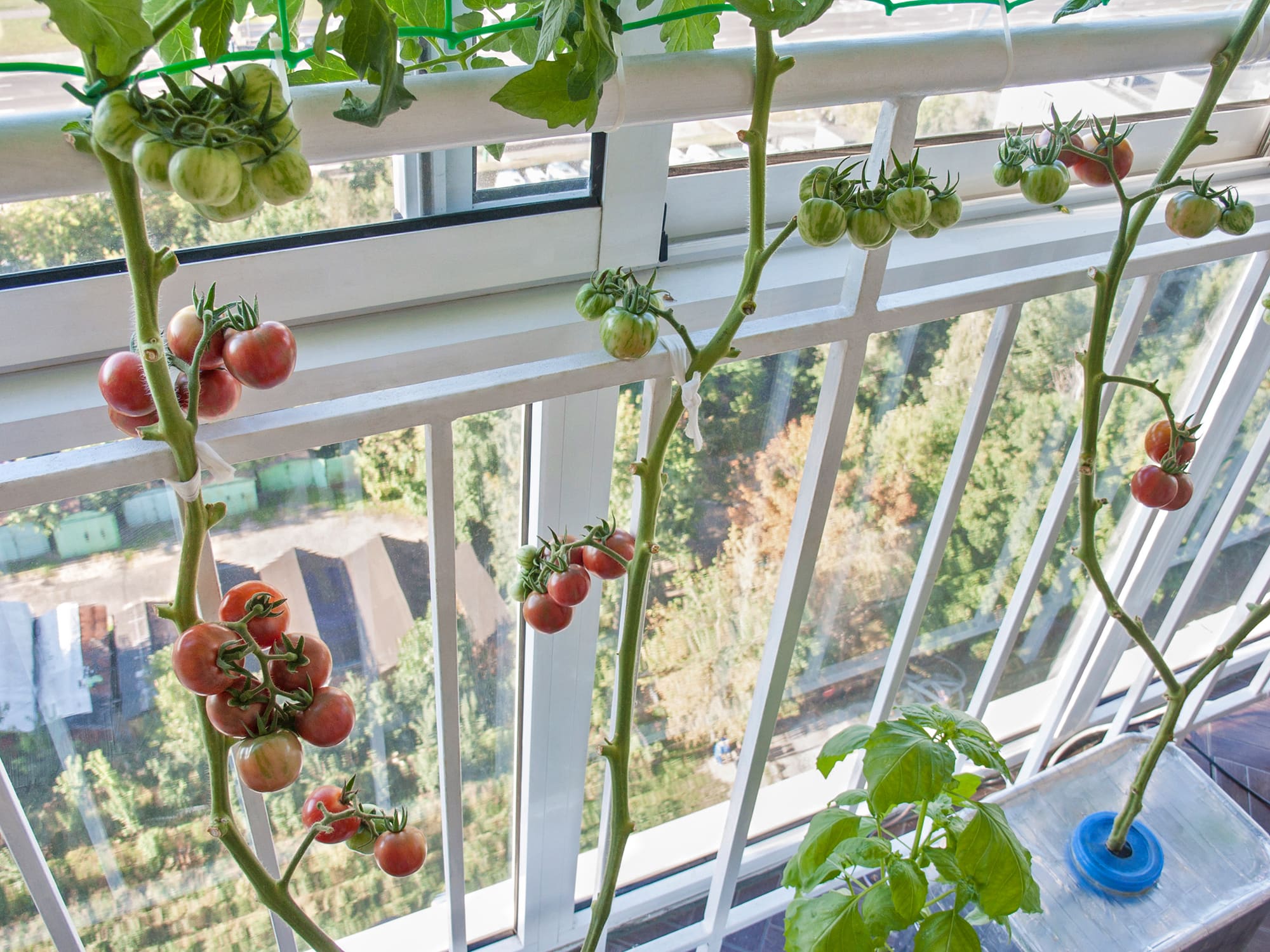 Гидропоника семена томатов марихуана наказание в россии