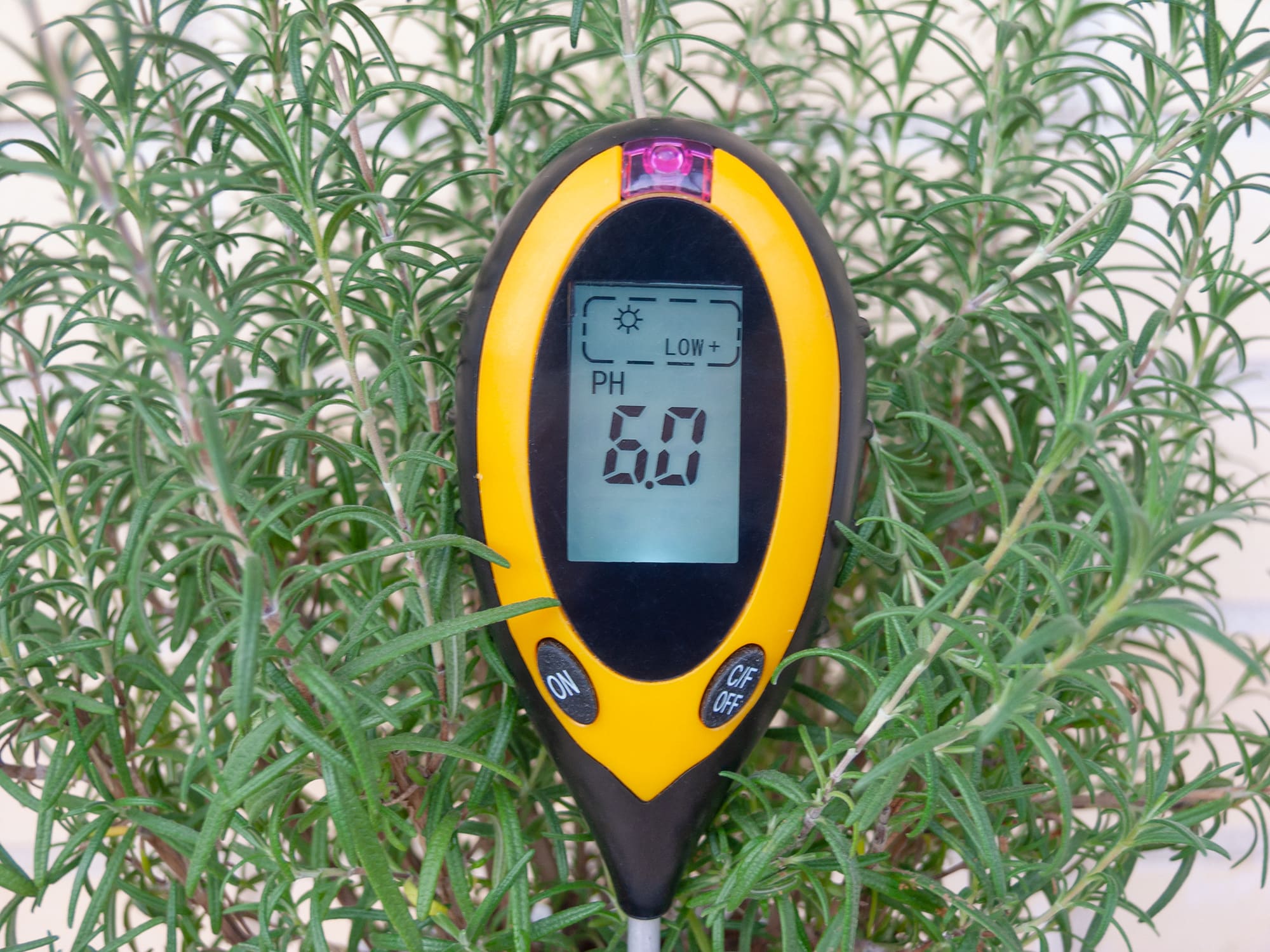 Как измерить кислотность грунта в домашних условиях?