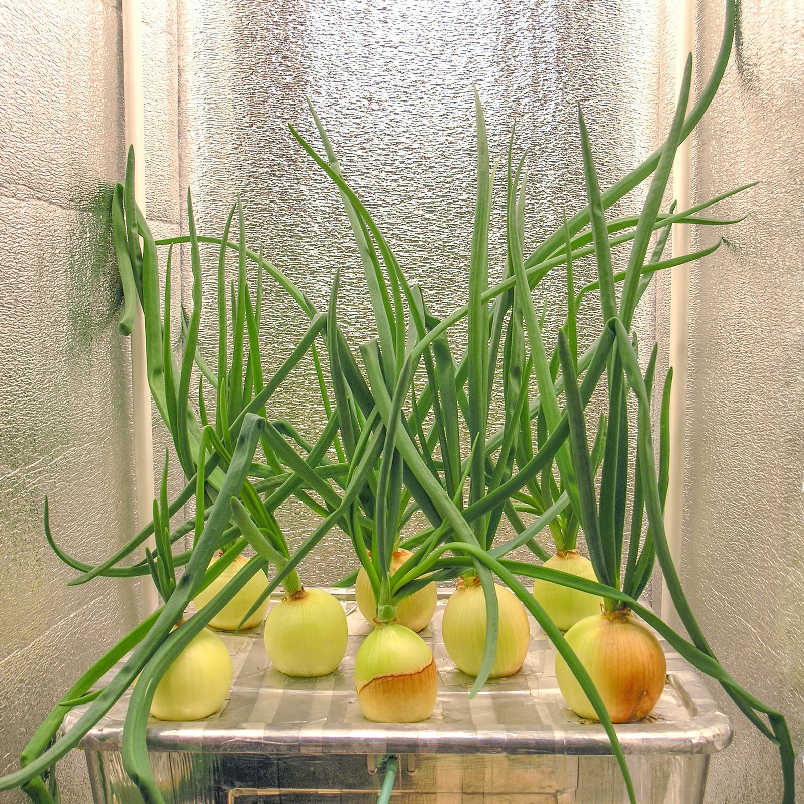 выращивание семян лука на гидропонике