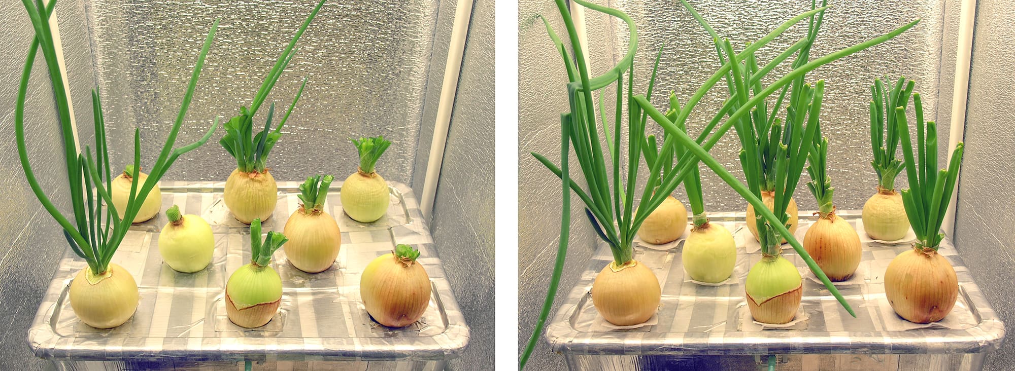 выращивание семян лука на гидропонике