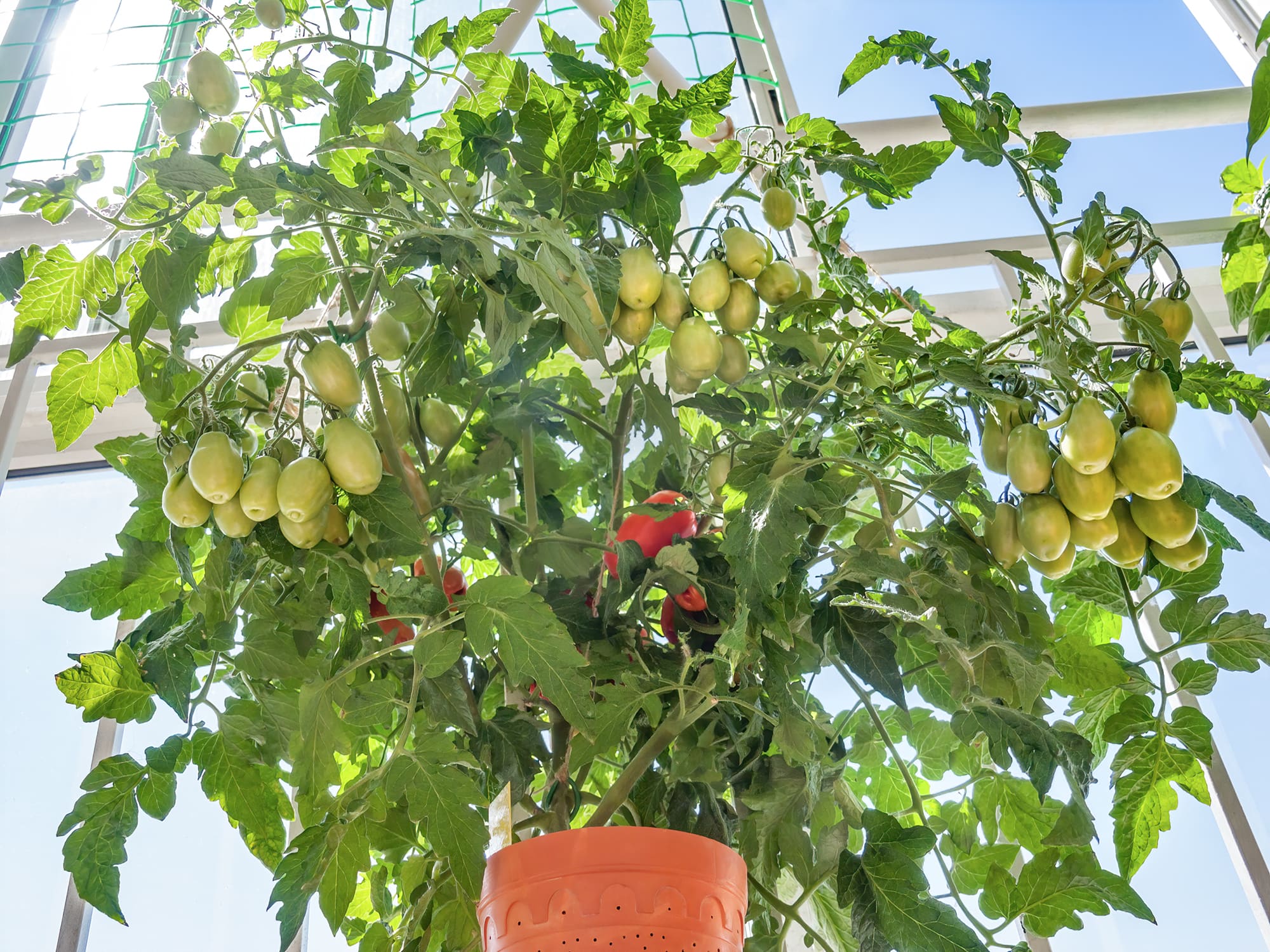 Выращивание помидор (томатов) в домашних условиях